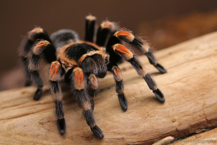 Insects / Arachnids All Souls Photography